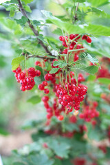 Ripe red currant berries on a bush, growing summer berries.