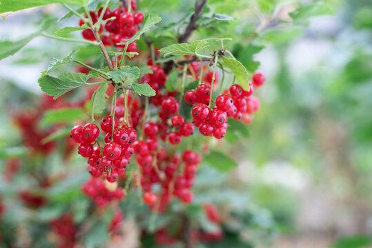 Growing summer berries, ripe red currant berries on a bush.