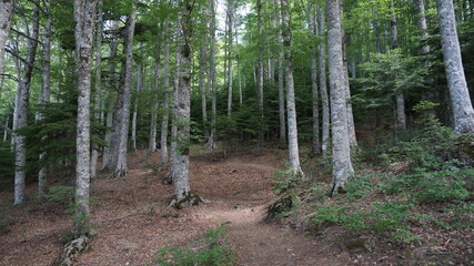 Alberi di Montagna 1