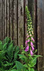 Beautiful foxglove and fern in front of a wooden barn on a sunny day © Volker Dreyer/Wirestock
