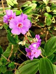 Fototapeta premium Purple flower