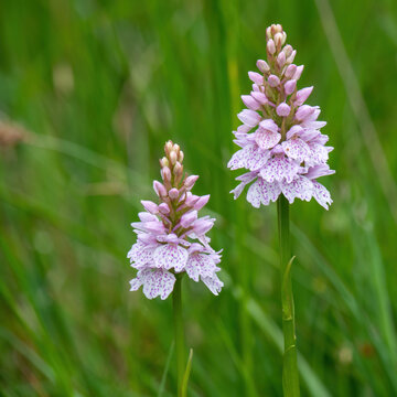 Heath Spotted Orchids - Dactylorhiza maculata.UK.