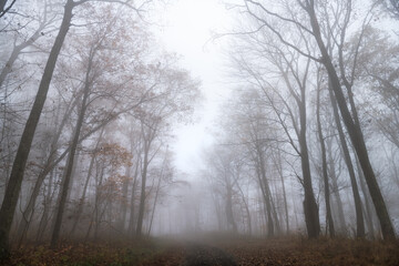 Trees forest woodland in morning fog foggy misty weather on Cedar Cliffs hiking trail road path in Wintergreen Resort ski town in Virginia