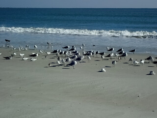 Seagulls resting on a sandy beach