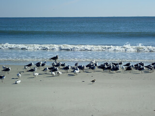 Seagulls resting on a sandy beach
