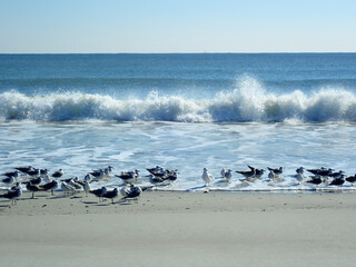 Seagulls resting on a sandy beach