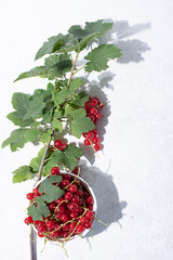 A branch of ripe red currants with a bowl of berries on a white background and a beautiful shadow.