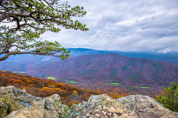Fototapeta na wymiar Blue Ridge parkway mountains in autumn fall foliage season with orange foliage on trees and one cedar tree on cliff at Ravens Roost Overlook in Virginia