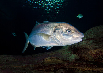 Fototapeta premium A White kingfish (Pseudocaranx dentex) swimming closeup