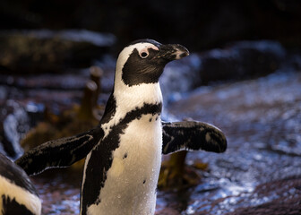 African penguin - Jackass Penguin standing on the rocks flapping his wings close up