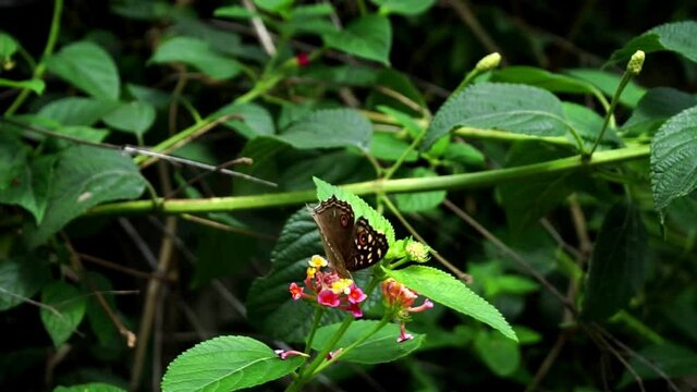 Butterfly pollinates flowers on a bush. Junonia lemonias or Lemon pansy butterfly