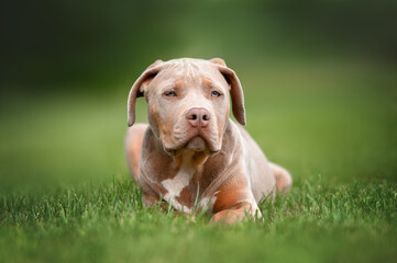 adorable american bully xl puppy with floppy ears lying on grass