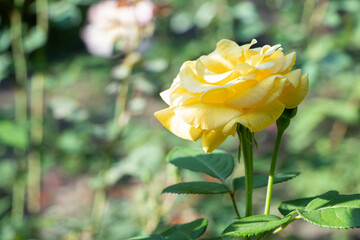 Yellow rose. Blooming rose. Gardening Yellow roses. Flowers in garden