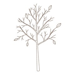 A bare tree with fallen leaves. Botanical, plant design element with outline. Doodle, hand-drawn. Flat design. CoBlack white lor vector illustration. Isolated on a white background.