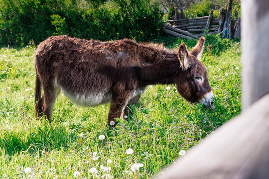 General shot of a brown donkey grazing on a farm in Asturias.The photograph is taken in horizontal format and has a natural out-of-focus frame with the wooden post of the farm's fence.