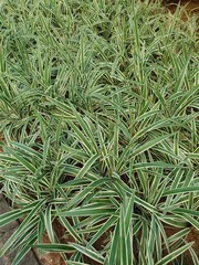 Green plants