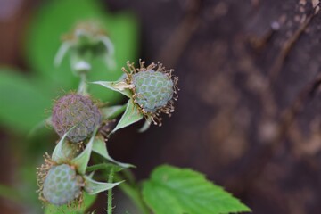 Unripe green raspberry as a close up against a red background