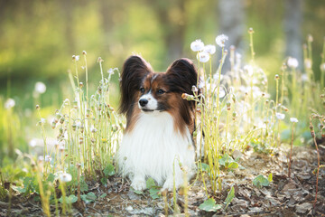 adorable papillon dog in the grass and faded coltsfoot flowers in summer. Cute Continental toy outdoors at sunset