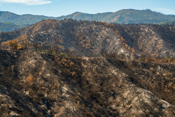 Los Padres National Forest, Forest Fire Aftermath