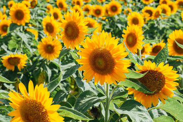 Fototapeta na wymiar Field of sunflowers blooming in summer fields