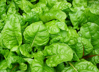 Fototapeta premium Fresh Organic and Biological chard. vegetable garden or Kitchen garden. fresh leaves. Organic green fresh food. 