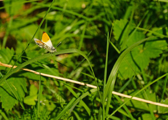 colored butterfly on green grass