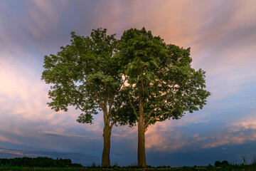 Two trees together along a country road.