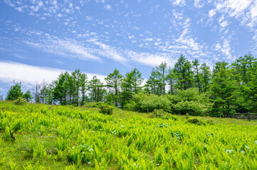 新緑の高ボッチ高原
