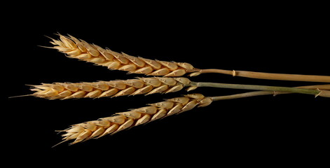 Ripe yellow wheat ears, crops isolated on black background 