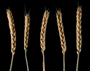 Set ripe yellow wheat ears, crops isolated on black background 