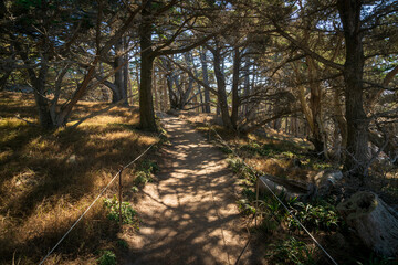 Hiking Trail at Point Lobos State Natural Reserve