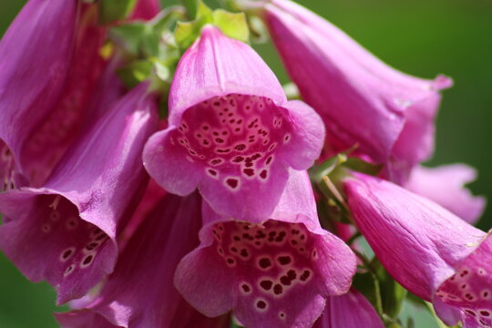 Giftige Sch&ouml;nheit und beliebtes Ziel f&uuml;r Hummeln - Digitalis purpurea close up 