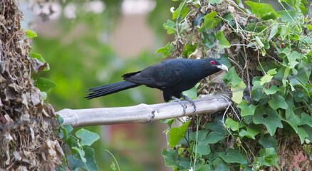 Asian male koel.