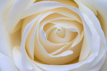 Closeup of a Ivory Rose (Rosa)