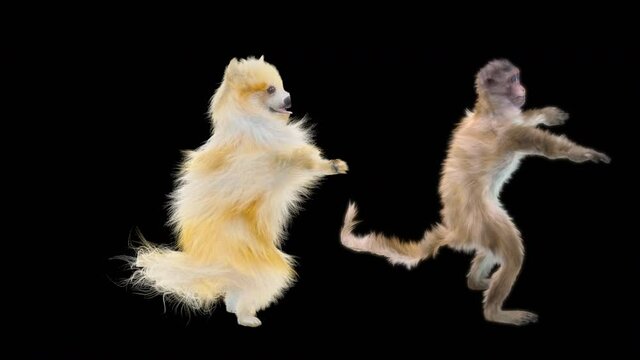 Dog and monkeys Dancing, CG fur 3d rendering animal realistic CGI VFX Animation Loop  composition 3d mapping cartoon, Included in the end of the clip with Alpha matte.