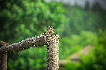 sparrow bird in the summer in the village