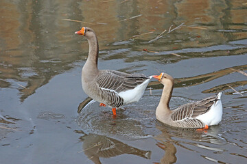 Geese on the River Teign	