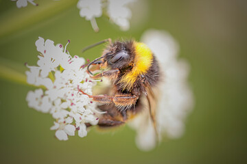 Macro of a bee sucking pollen