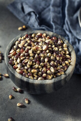 Raw Dry Organic Purple Popcorn