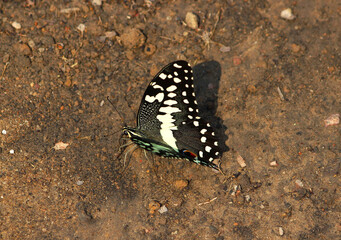 Citrus Swallowtail or Christmas Butterfly Zambia Bushes Africa
