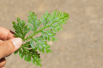 Fototapeta premium hand holding green fern leaf