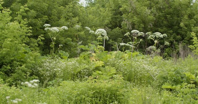 Borscht flowers are a dangerous plant. Very large size. Heracleum