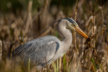 Heron in the reeds eating a toad, close up, in Scotland in spring time