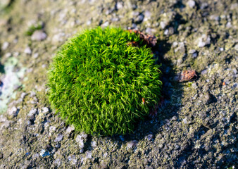Small tuft of moss on granite rock.