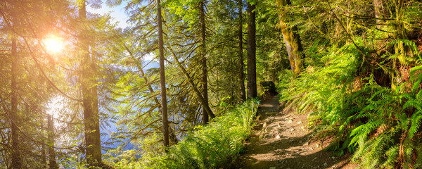 Panoramic View of Hiking Path in Green and Vibrant Rain Forest during a sunny summer day. Buntzen Lake, Anmore, Vancouver, British Columbia, Canada. Nature Background Panorama