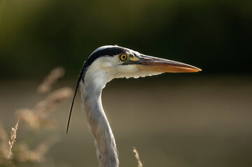 Heron portrait in the reeds, close up, in Scotland in summer