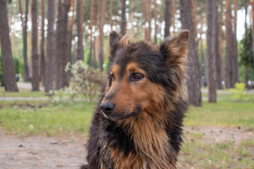 A cute homeless dog with cute eyes in a summer park. Adoption concept. Sad homeless dog posing in the park.