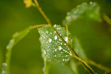 Natural background of green plant leaf with raindrops