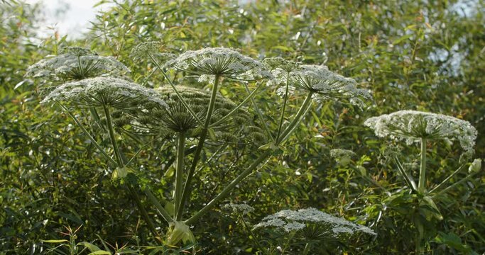  Tall hogweed flower - a dangerous plant Heracleum