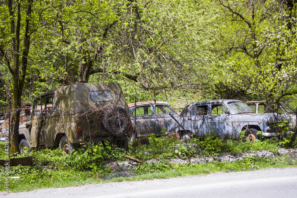 Wall mural Old vintage cars in the park